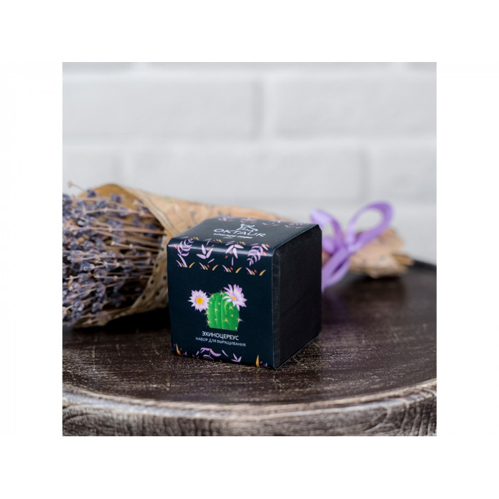 Набор для выращивания Small village cube Эхиноцереус